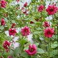 Hawaii Red Cranesbill Geranium Seeds – Geranium sanguineum | 25+ Seeds | Vibrant Red Blooms | Hardy Perennial