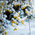 Wintersweet Tree – Chimonanthus praecox Live Plant | Japanese Allspice Fragrant Winter Flowering Shrub