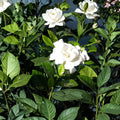 Gardenia Cuttings – 7 Unrooted Heirloom Cape Jasmine | 6 Inch Live Gardenia jasminoides Cuttings