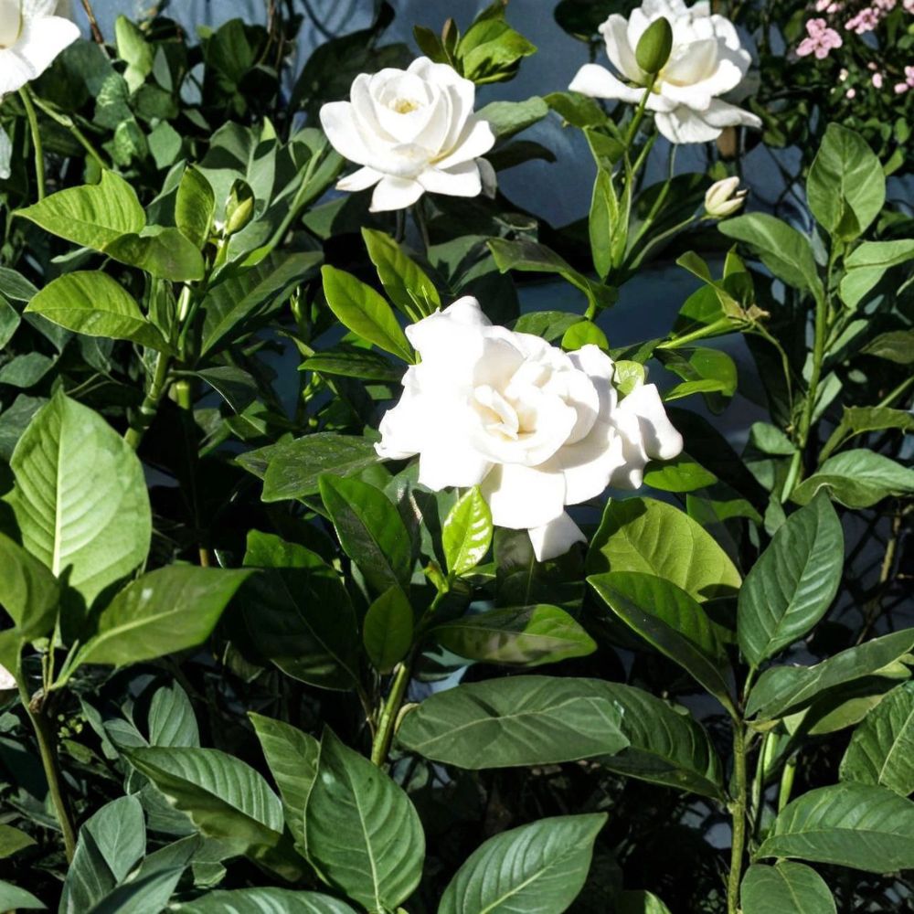 Gardenia Cuttings – 7 Unrooted Heirloom Cape Jasmine | 6 Inch Live Gardenia jasminoides Cuttings