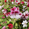 Pink & White Geranium Cuttings – Fresh Pelargonium Cuttings Ready to Plant