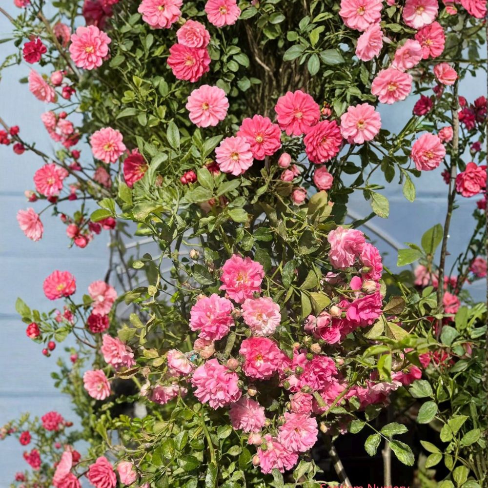 Seven Sisters Rose Live Plant | Heirloom Pink Rambler Climbing Rose | Fragrant Cottage Garden Vine