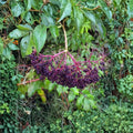 American Elderberry Trees Sambucus canadensis 3 Pack Bare Root 12–24 Inch Edible Berry Shrubs