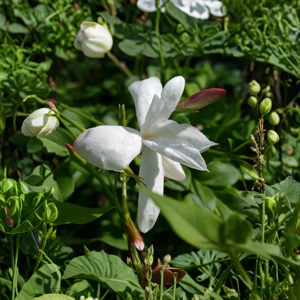 Jasmine Officinale Live Plant – 8–12 Inch Tall in 4 Inch Pot | Fragrant Poet’s Jasmine Vine