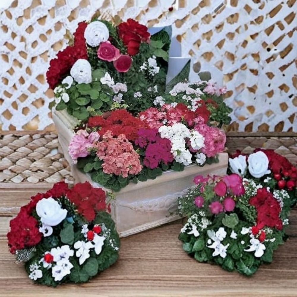 Multibloom Mix Geranium Seeds – 100 Pelargonium Seeds | Assorted Color Continuous Bloom Geraniums