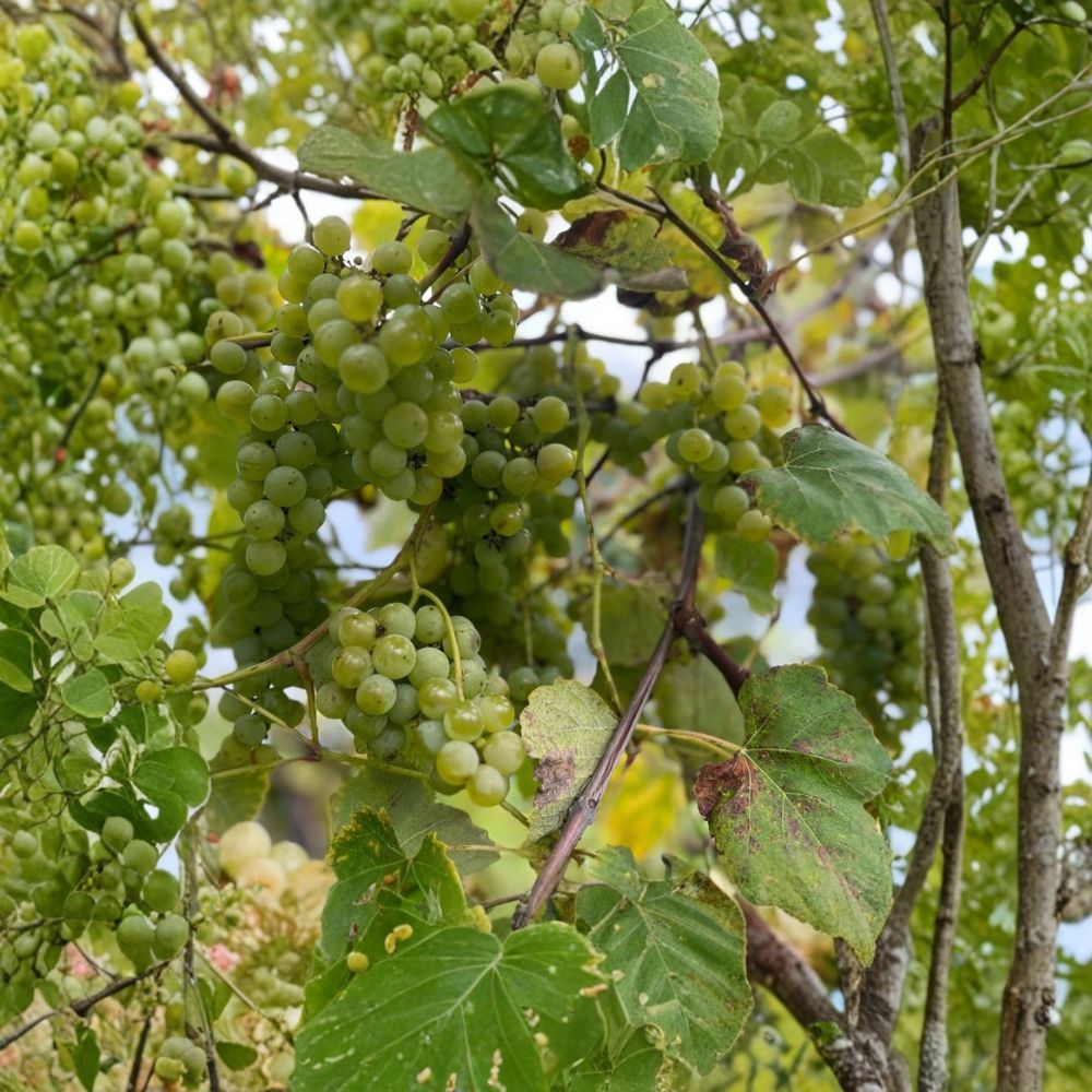 Himrod Seedless Grape Cuttings – Vitis labrusca (5 PCS) | Seedless Table Grape Propagation