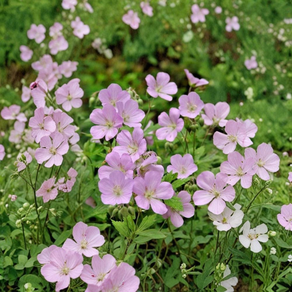 Wild Geranium Bare Roots - 10 Geranium maculatum Hardy Native Perennials for Shade Gardens