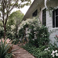 Carolina Jasmine Seeds White Star Vine 100+ Pack | Evergreen Climbing Plant for Outdoor Gardens