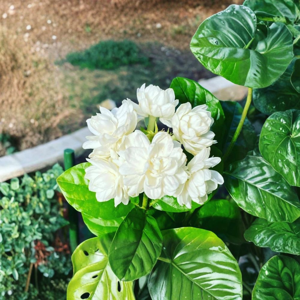 Climbing Jasmine Seeds – 200+ Non-GMO White Flower Vine for Outdoor Gardens