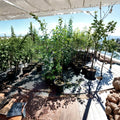 Empire Apple Tree – Malus domestica Live Fruit Tree | 4–6 Feet Tall | Sweet Juicy Apples