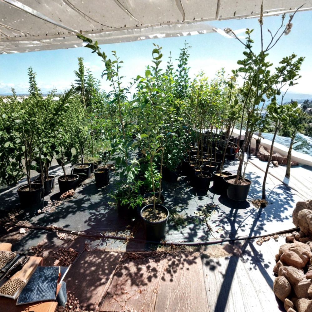 Empire Apple Tree – Malus domestica Live Fruit Tree | 4–6 Feet Tall | Sweet Juicy Apples