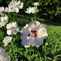 Double Flower White Althea Rose of Sharon - 1 Gallon Live Plant | Hardy Flowering Shrub
