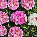 Pinto Premium White to Rose Geranium Seeds – 100 Pelargonium Seeds with Color-Changing Blooms