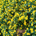 Carolina Jasmine Live Plant | Gelsemium sempervirens | Yellow Flowering Vine 4-6 Inches