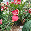 Cold Hardy Soft Seed Pomegranate Tree – Punica granatum Live Plant with Sweet Juicy Red Fruit