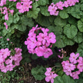 Hardy Fragrant Pink Geranium Cuttings – 12 Unrooted Pelargonium Live Plant Cuttings