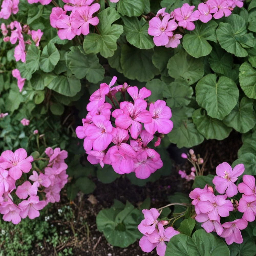Hardy Fragrant Pink Geranium Cuttings – 12 Unrooted Pelargonium Live Plant Cuttings