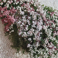 Pink Jasmine Cuttings Set of 10 | Jasminum polyanthum Live Vine Cuttings | Organic 10 Inch Fragrant Climbing Jasmine