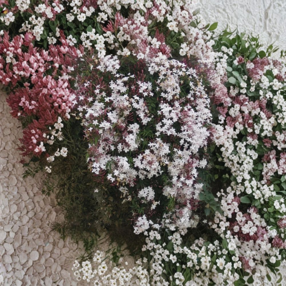 Pink Jasmine Cuttings Set of 10 | Jasminum polyanthum Live Vine Cuttings | Organic 10 Inch Fragrant Climbing Jasmine