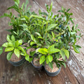 Camellia sinensis ‘Anji White Tea’ Live Plant | Rare Anji Bai Cha Green Tea Seedling
