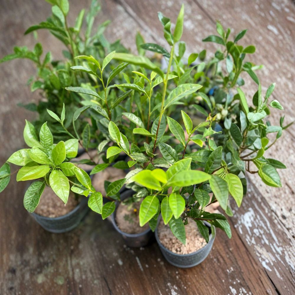 Camellia sinensis ‘Anji White Tea’ Live Plant | Rare Anji Bai Cha Green Tea Seedling