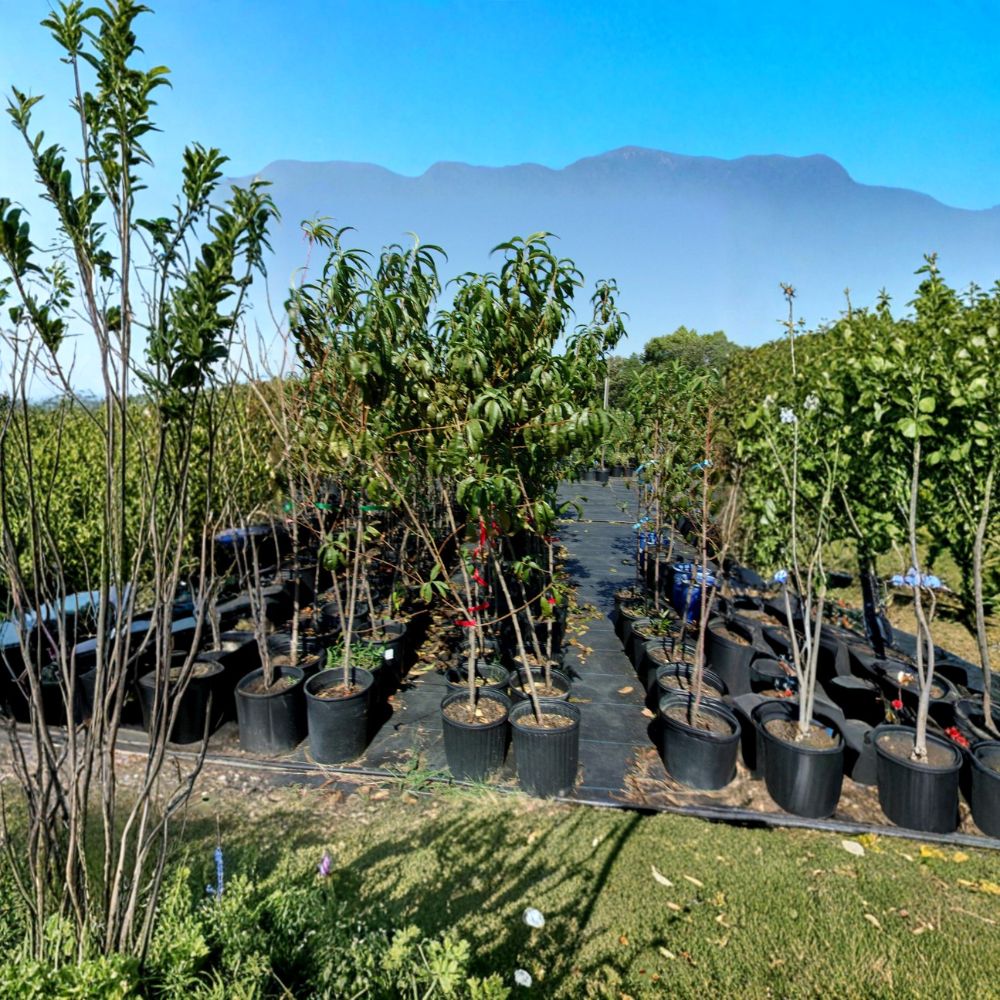 Ruby Prince Peach Tree – Live 4–6 Ft Fruit Tree with Sweet Freestone Peaches