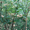 White Nanking Cherry Bush – Rooted Sweet Cherry Plant | Zones 2–7 | Cold Hardy Edible Shrub
