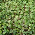 Berries and Cream Mint Cuttings – Mentha x piperita Organic Unrooted Culinary Herb for Container Gardens