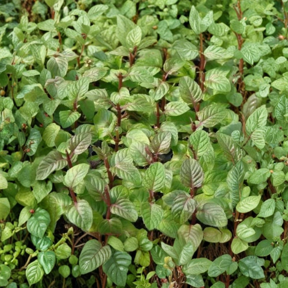Berries and Cream Mint Cuttings – Mentha x piperita Organic Unrooted Culinary Herb for Container Gardens