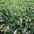Seascape Strawberry Plants – 25 Bare Root Crowns | Everbearing Fragaria × ananassa | Large Sweet Berries