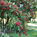Sichuan Pepper Tree – Zanthoxylum simulans Live Plant | 3 Ft Tall | Hanyuan Da Hong Pao Variety
