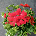 Tornado Red Trailing Geranium Seeds - 15 Film Coated Ivy Geranium Seeds for Hanging Baskets