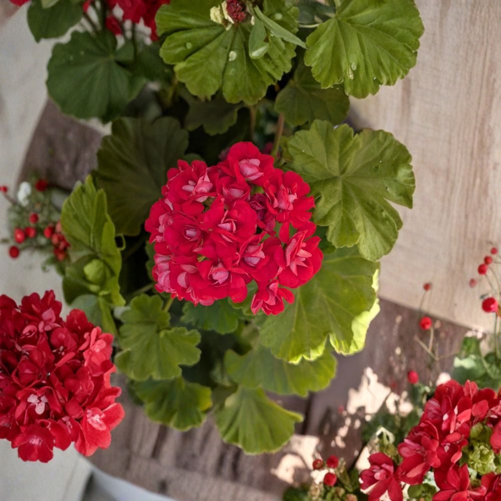 Rosebud Geranium Supreme – Live Rooted Pelargonium Plant with Rare Hot Pink Double Blooms