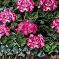 Geranium Ringo 2000 Pink Pelargonium Seeds - 1,000 Bright Pink Blooms, Compact Pot-Friendly