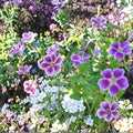 Blueberry Ice Geranium Seeds – 25+ Premium Pelargonium Flower Seeds for Vibrant Garden Blooms
