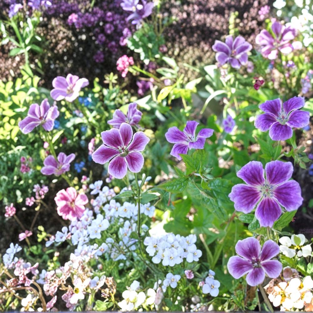 Blueberry Ice Geranium Seeds – 25+ Premium Pelargonium Flower Seeds for Vibrant Garden Blooms