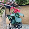 Rosebud Supreme Pelargonium - Rooted Red Geranium Starter Plant with Double Rosebud Flowers