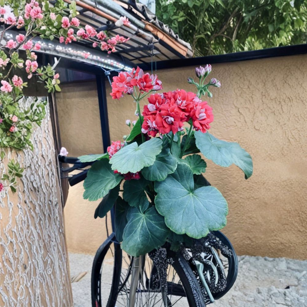 Rosebud Supreme Pelargonium - Rooted Red Geranium Starter Plant with Double Rosebud Flowers
