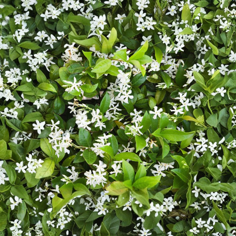 Star Jasmine Plant – Trachelospermum jasminoides Live Vine in Quart Pot | Fragrant Confederate Jasmine Climber