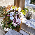 Pink Jasmine Live Plant – 2” Pot | Jasminum polyanthum | Fragrant Trailing Vine for Indoor & Outdoor