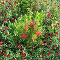 Red Bottlebrush Plant - 3 Gallon Evergreen Flowering Shrub with Bright Red Blooms