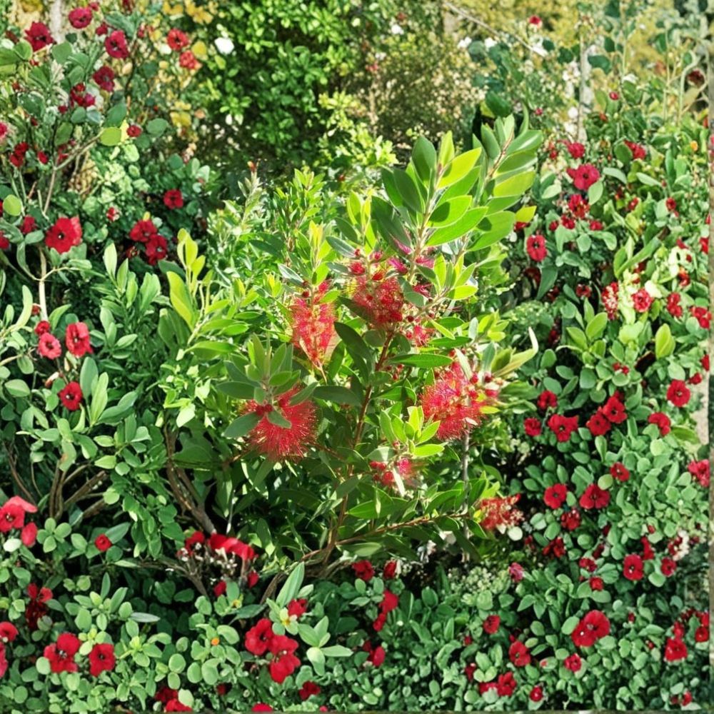 Red Bottlebrush Plant - 3 Gallon Evergreen Flowering Shrub with Bright Red Blooms