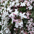 Star Jasmine Cuttings 12 Pack – Trachelospermum jasminoides Unrooted Fragrant Vine