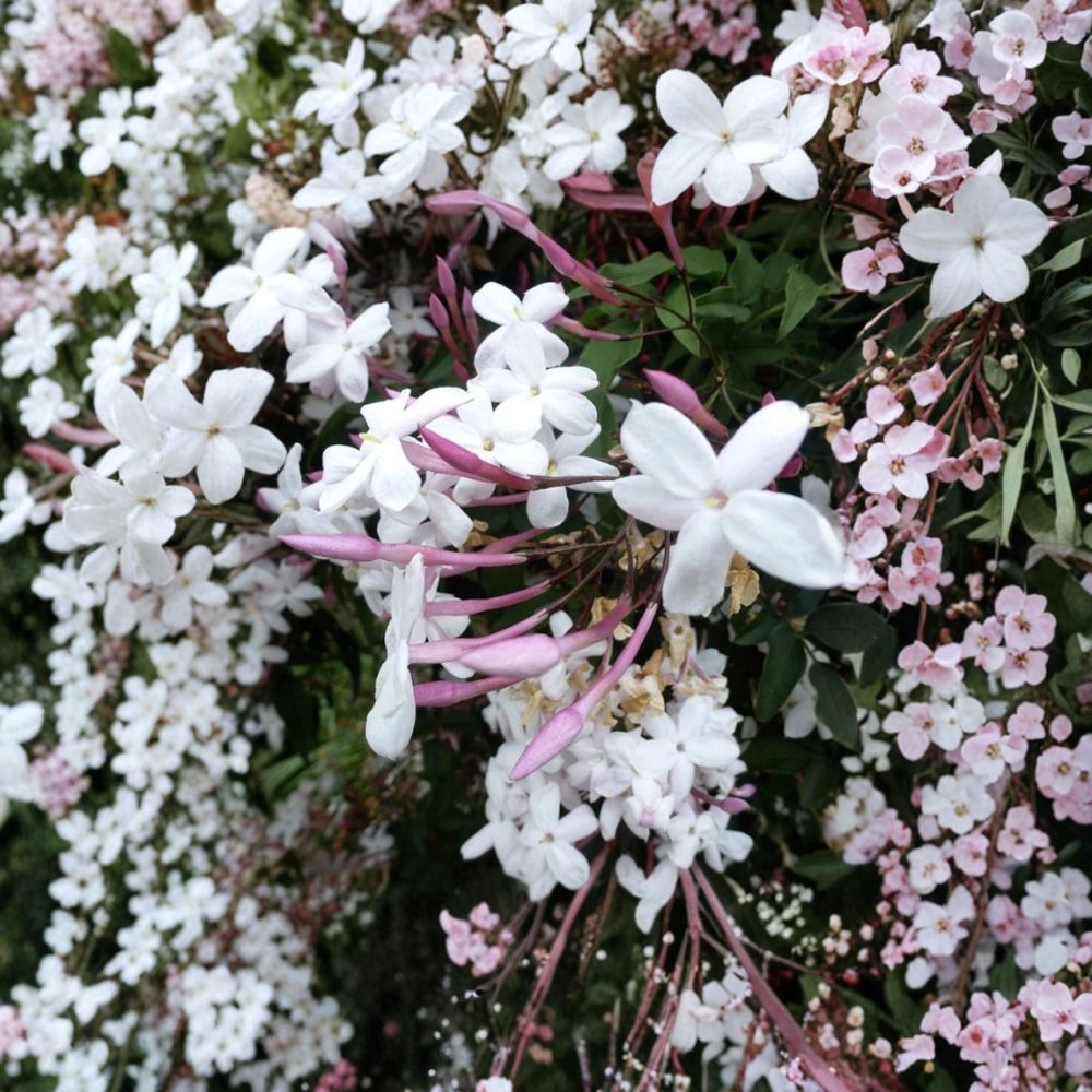 Star Jasmine Cuttings 12 Pack – Trachelospermum jasminoides Unrooted Fragrant Vine
