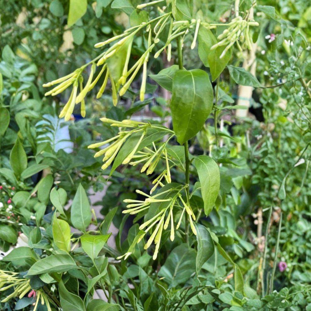 Night Blooming Jasmine Live Starter Plants - Cestrum nocturnum Set of 4 | Fragrant Evergreen Shrubs for Patio & Garden
