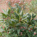 Bay Leaf Tree Live Plant – 4 Inch Pot, Laurus nobilis, Culinary Herb, Indoor Outdoor Container Plant