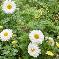 Chrysanthemum Tea Plants 2 Pack – Hang Bai Ju White Mums | Edible Herbal Flowers