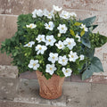 Cape Jasmine Seeds – Gardenia jasminoides 10+ Pack | Fragrant Evergreen Shrub for Indoor & Outdoor