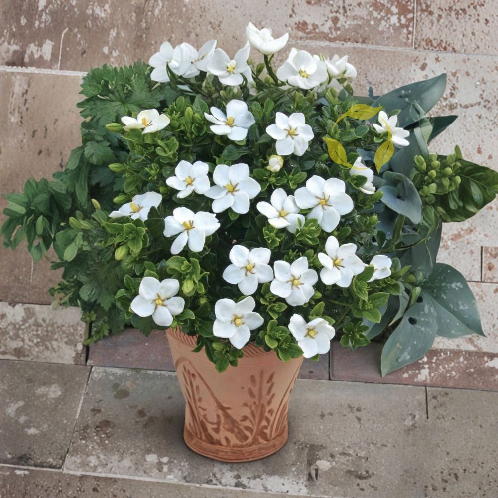 Cape Jasmine Seeds – Gardenia jasminoides 10+ Pack | Fragrant Evergreen Shrub for Indoor & Outdoor