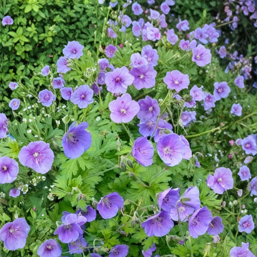 Gravetye Geranium Seeds – Pelargonium Flower Seeds | 25+ Seeds for Vibrant Garden Blooms